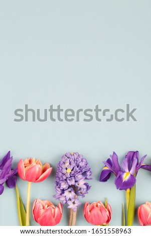 Beautiful spring flowers. red tulips, purple irises and hyacinth on blue background. design for greeting card. Creative layout border frame. Chic wedding invitation card mockup. copy space