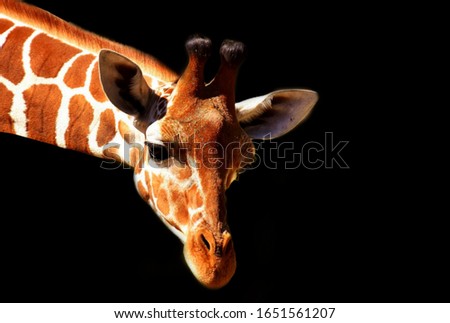 Beautiful Cute Giraffe Face Black Background