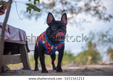 Portrait of black french bulldog  stand on the ground