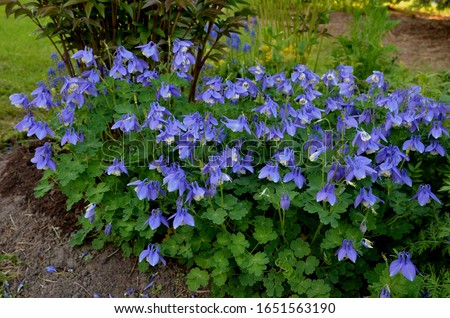 Aquilegia flabellata, common name fan columbine or dwarf columbine, is a species of flowering perennial plant in the genus Aquilegia (columbine), of the family Ranunculaceae. Royalty-Free Stock Photo #1651563190
