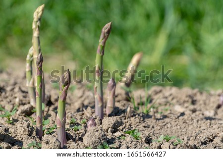 Ripe organic green asparagus growing on farmers field ready to harvest, close up