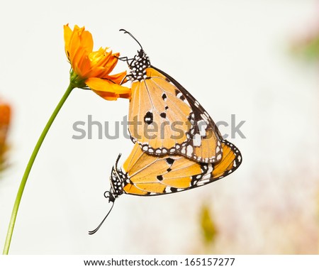 plain tiger butterfly mating close up