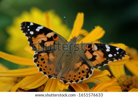Vanessa cardui is a well-known colourful butterfly, known as the painted lady. Feeding on a yellow Ligularia dentata flowers Royalty-Free Stock Photo #1651576633