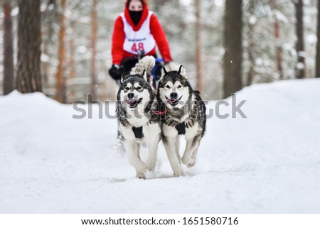 Siberian husky sled dog racing. Mushing winter competition. Husky sled dogs in harness pull a sled with dog driver. Royalty-Free Stock Photo #1651580716