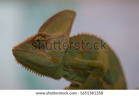 Close up chameleon lizard, macro animal portrait photo