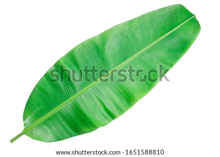 Banana leaves on a white background clipping path