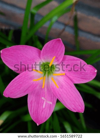 a picture of a pink rain lily in Indonesia
