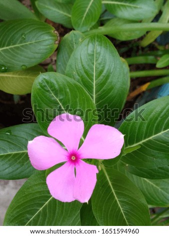 a picture of a tread flower in Indonesia blurred