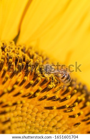Closeup a honey bee foraging on a yellow sunflower for production of honey as well as being critical to agriculture for pollination of crops