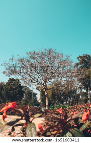 Outdoors landscape shot on a sunny day, picture of the a tall bare tree branches without leaves standing alone in the middle of a field full of red flowers, against the mid day clear blue sky