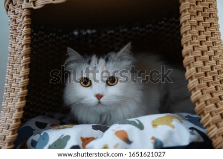 cat lying in the rattan bed tunnel