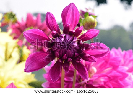 Pink beautiful flower in nature  