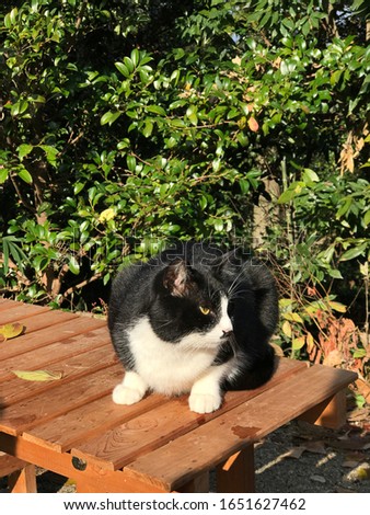 A cute black and white tabby cat is sitting on the wooden bench at Fushimi Inari Taisha, Japan.