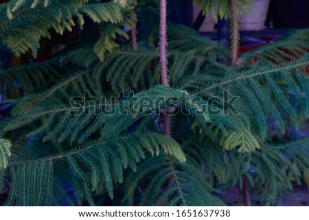 A Norfolk pine tree picture with its beautiful leaves in a nursery garden cute Norfolk plants stock photo.