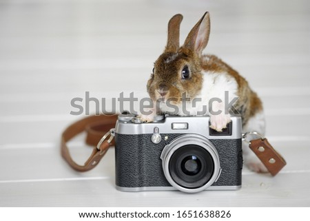 Baby Bunny. Cute adorable baby bunny is sitting on the table and holding a digital camera. Animals and technology. Animal care concept, easter concept.