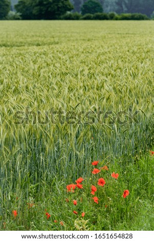 poppies on a background of field of barley