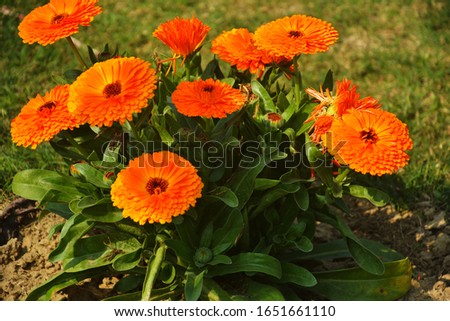 Close up beautiful Indian calendula officinalis, pot marigold, rubbles, common marigold or scotch marigold flowers in garden, selective focusing