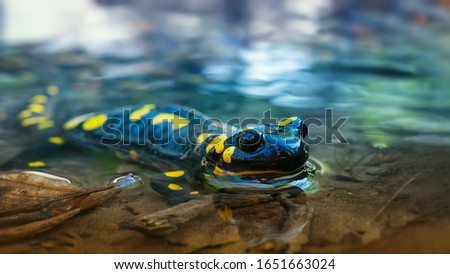 Beautiful lizard Fire salamander in water of a spring stream. An amphibian in a native habitat. Spring, the reproduction period at amphibia Royalty-Free Stock Photo #1651663024