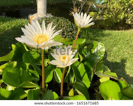 white lotus is blooming in water garden