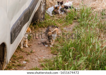 Photograph of some kittens with little life in the countryside of Menorca with chickens.
