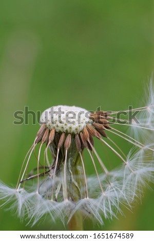 nice close-up of a dandelion standing on a summer meadow