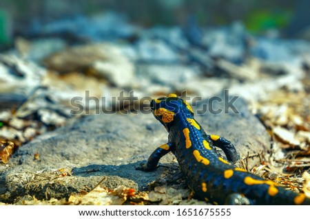 Fire salamander among the grey stones. Beautiful lizard close-up with shallow depth of field. Representative of the fauna of Carpathian forests in spring