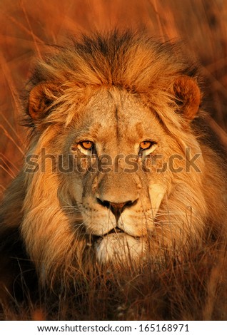 Perfect Lion Royalty-Free Stock Photo #165168971