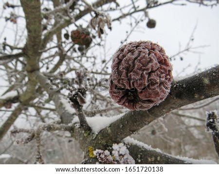 Russian winter. Snow-covered Apple tree with dried apples on a cloudy winter day