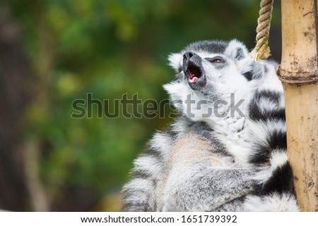 lemur using its voice, pictured as it opens its mouth