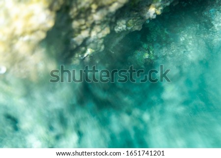 Underwater photography of the coves, rocks, of Menorca. Algae and fish.