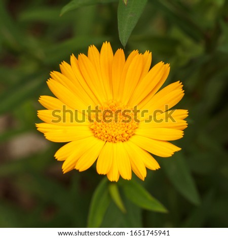 Beautiful marigold flower in sunlight. Blooming yellow calendula in summertime with blurred green natural background. Shallow depth of field. Top view.