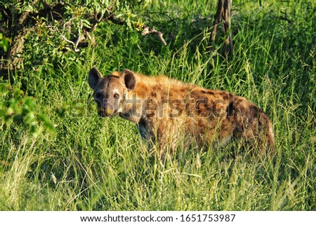 Hyena Africa (Crocuta crocuta) on the road at Kruger National Park , South Africa.