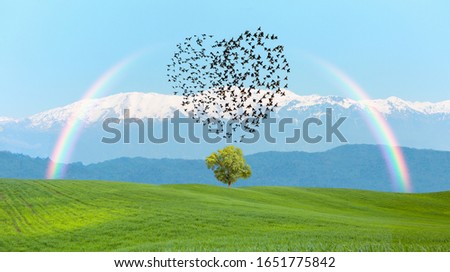 Silhouette of birds (Heart of shape) flying above the green grass field with rainbow