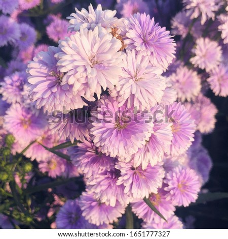 Good morning with Purple blossom