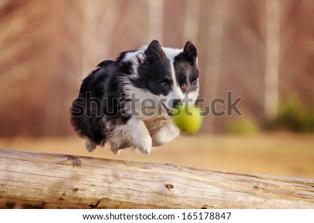 Border Collie jumping over a log on the ball Royalty-Free Stock Photo #165178847