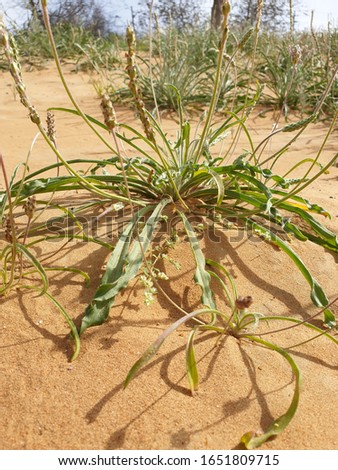 Wild herbs in desert sands appear wonderful viewing 