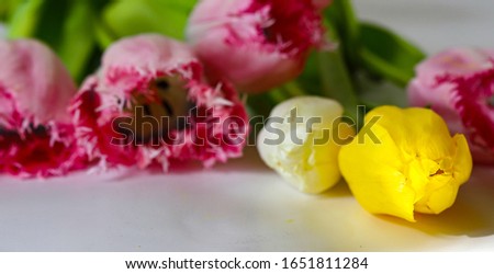 Spring flower pink, white and yellow tulips bouquet on a white background. The beauty of our land.