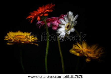 Gerberas flowers of different colours