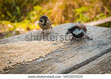 Picture of two small brown birds eating food placed on a wooden table. Blurred nature background