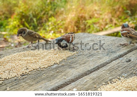 Picture of three little brown birds eating on a wooden table. Blurred nature background.