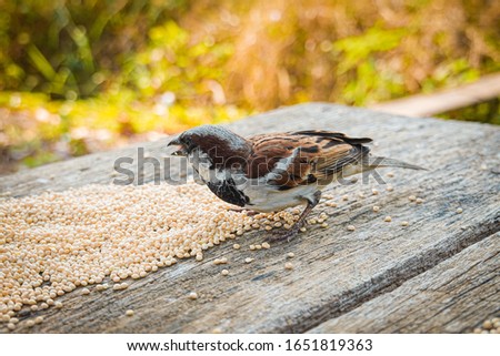 Picture of a small brown bird eating food placed on a wooden table Blurred nature background.
