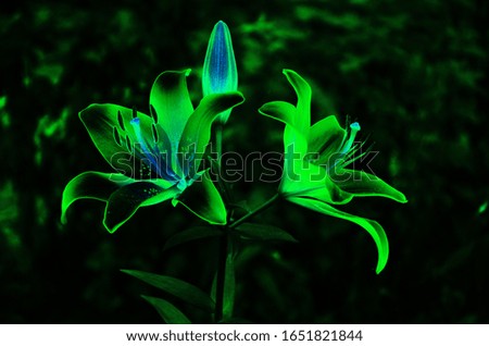 Lily flowers glow green neon on black background
