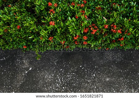 Pictures of green needles intersecting with the beautiful road surface in Thailand.