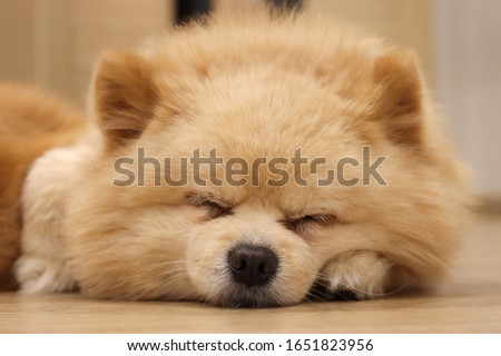 close-up peaceful sleeping face of Pomeranian dog