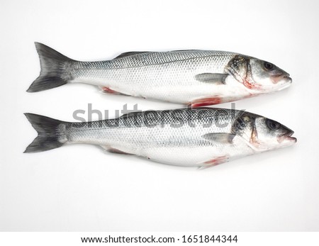 Bass, dicentrarchus labrax, Fresh Fishes against White Background 