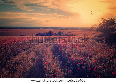 Vintage photo of poppy field in sunset