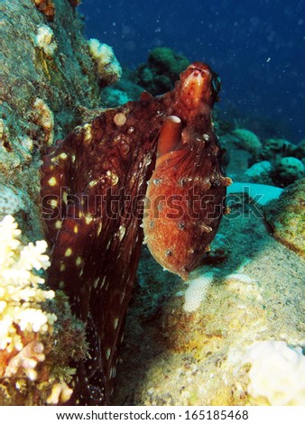 Octopus hanging on a rock