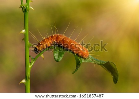A closeup macro isolated image of a Gulf Fritillary Caterpillar,The Caterpillar has bright orange skin.  