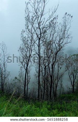 dead trees in the clouds on the area around the Wawo muda volcano in Flores in Indonesia