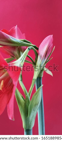 Red flowers, yellow stamens, blossoming long flower stalks above the ground. Red background (Four directions flowers) beautiful ornamental plants, planted separately tuber